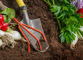 Jak założyć warzywniak w ogrodzie lub na działce?