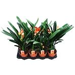 Clivia Miniata 13/50