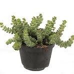 Crassula Hottentot 11/15