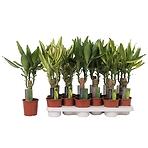 Dracaena Fr. Mix K11