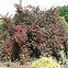 Physocarpus opulifolius diabolo pbr C5 60 - 80,2