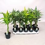 Dracaena sandriana mix 12/50