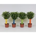 Ficus benjamina jute stam 12/40