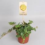 Peperomia hope 12/15