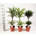 Dracaena sandriana mix 19/80