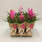 Tillandsia mix 12/45