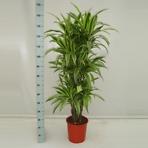 Dracaena lemon lime 27/140