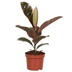 Ficus elastica belize 12/30