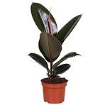 Ficus elastica abidjan 12/35