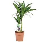 Dracaena janet craig 17/60