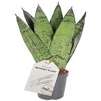 Sansevieria zeylanica 6/18