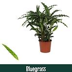 Calathea bluegrass 17/65