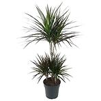 Dracaena magenta 21/90