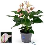 Anthurium pulse 12/45