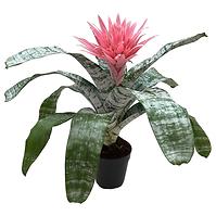 Aechmea Fasciata