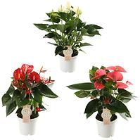 Anthurium Andr. Baby Mix