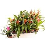 Bromelia Mix