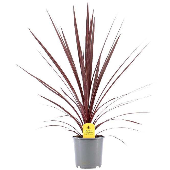 Cordyline Australis Red Star