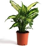 Dieffenbachia Camilla