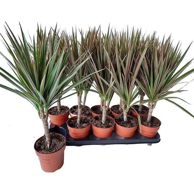 Dracaena Mar. Bicolor