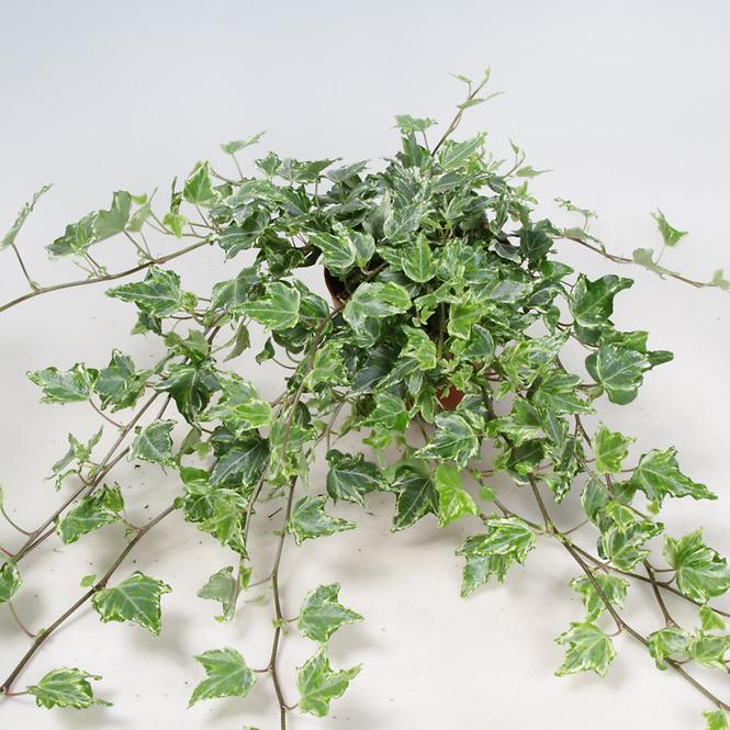 Hedera Variagata