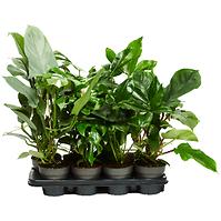 Philodendron Mix