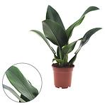 Philodendron