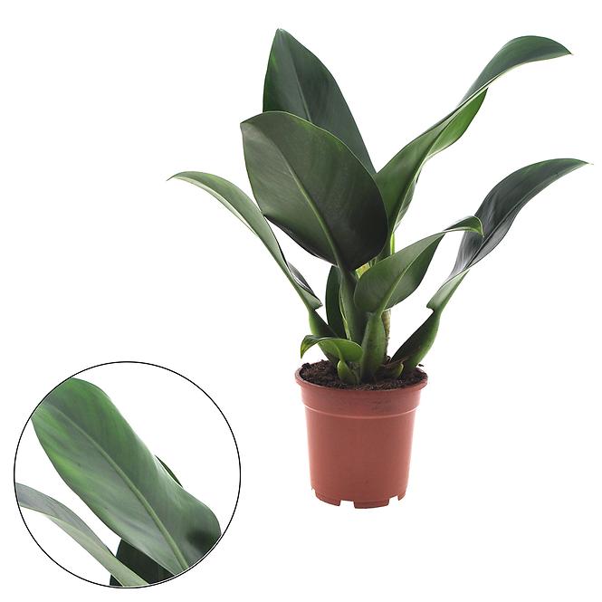 Philodendron