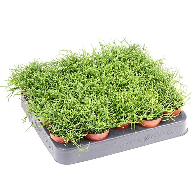 Rhipsalis Mix K10