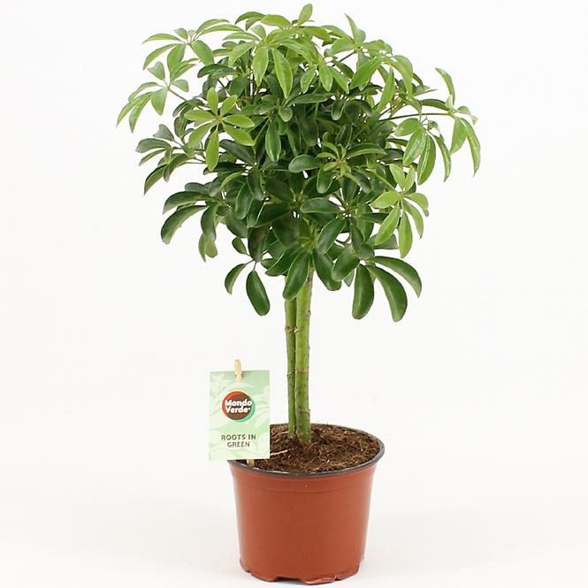 Schefflera Arboricola Luseana