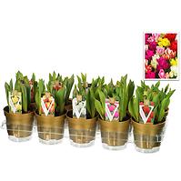 Tulipa Mix