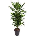 Dracaena Fr. Cintho