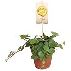 Peperomia Tetraphylla Hope