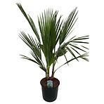 Washingtonia filifera 14/70