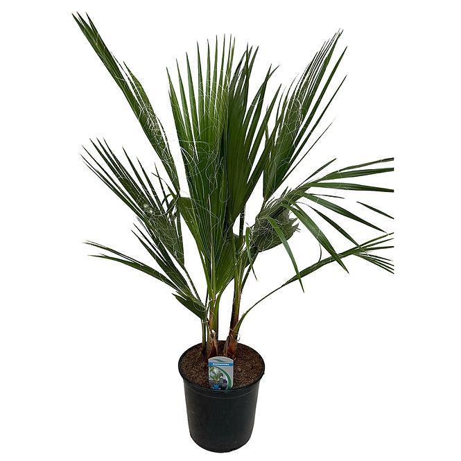 Washingtonia filifera 14/70