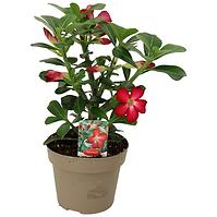 Adenium obesum k12