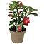 Adenium obesum k12