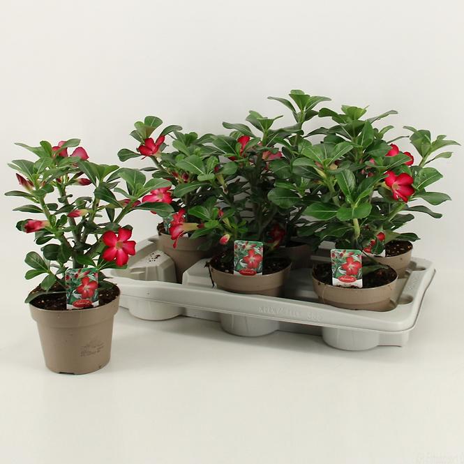 Adenium obesum k12