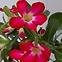 Adenium obesum k12,3