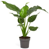 Alocasia cucullata 14/45