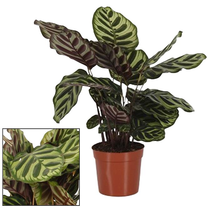 Calathea makoyana 14/45