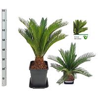 Cycas revoluta k21