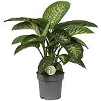 Dieffenbachia reeva 19/60