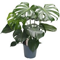 Monstera tauerii 21/75