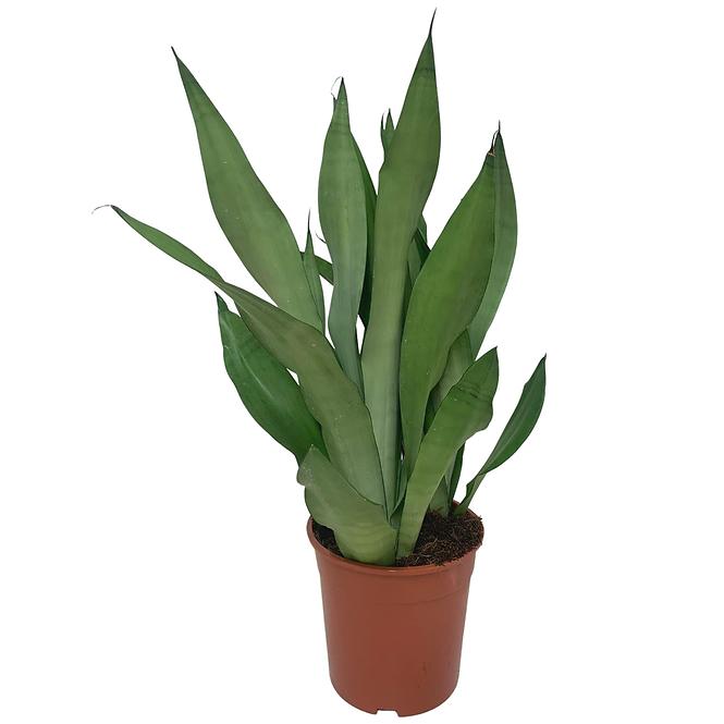 Sansevieria moonshine 24/75