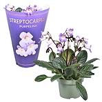 Streptocarpus mix 12/25