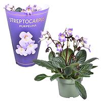 Streptocarpus mix 12/25