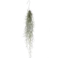 Tillandsia usneoides 50