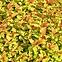 Spiraea japonica MAGIC CARPET „Walbuma”,5