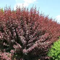 Berberis ottawensis Superba